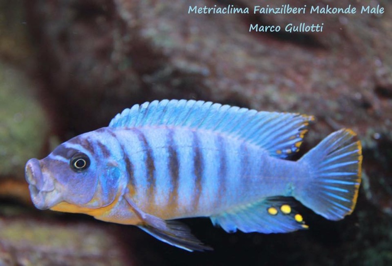 Maylandia fainzilberi 'Makonde'